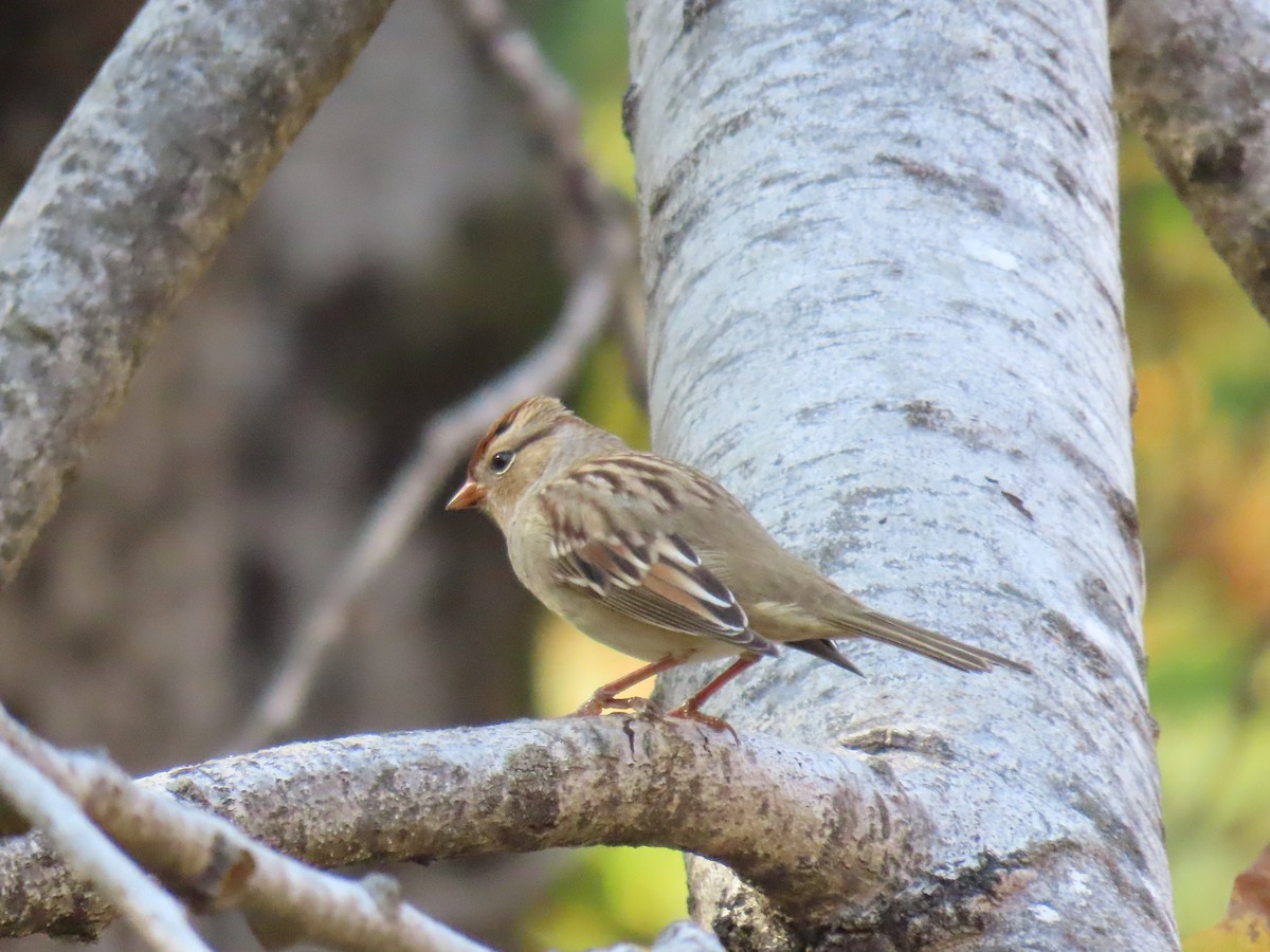 White-crowned Sparrow - ML643357198