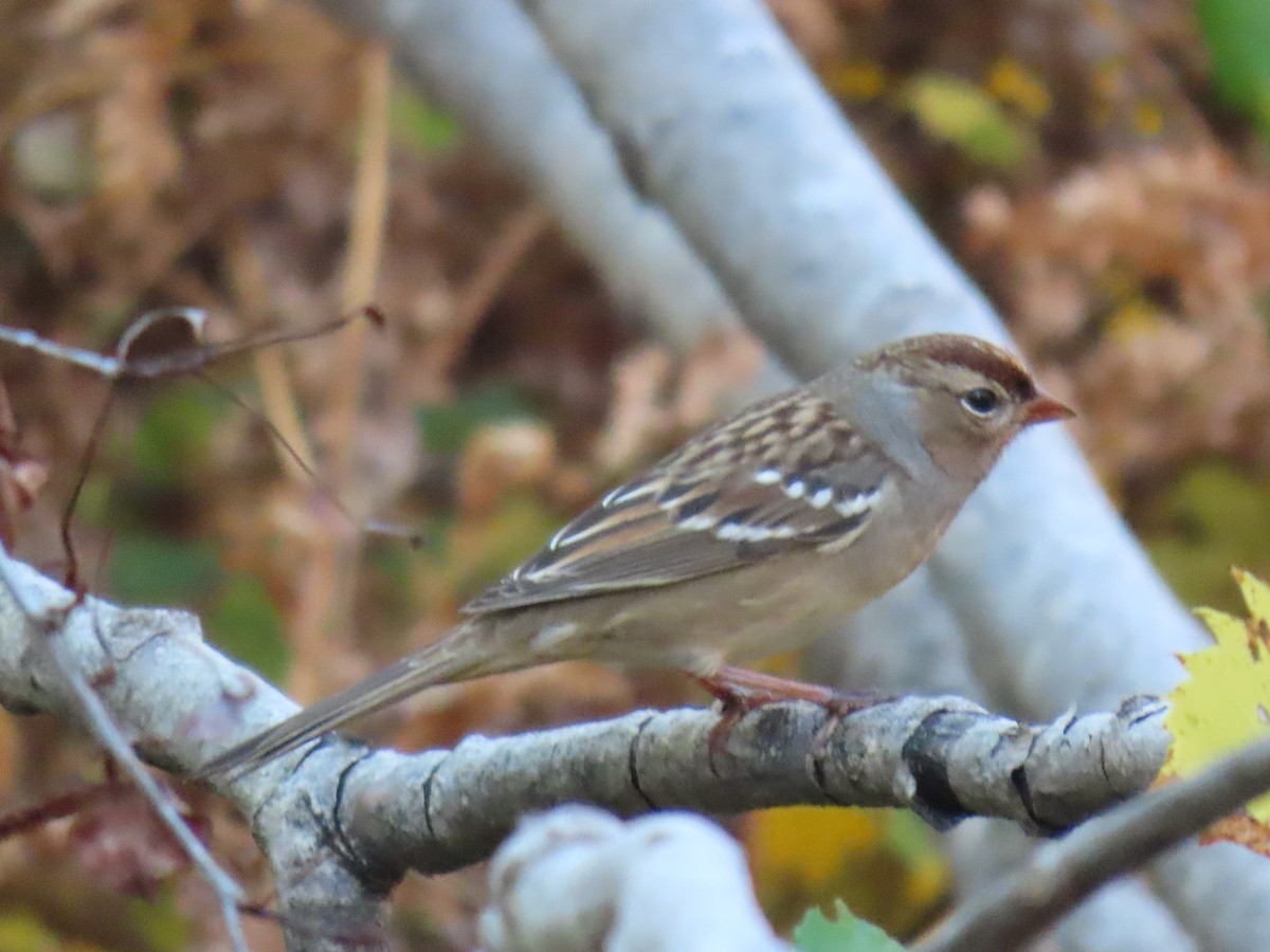 White-crowned Sparrow - ML643357199