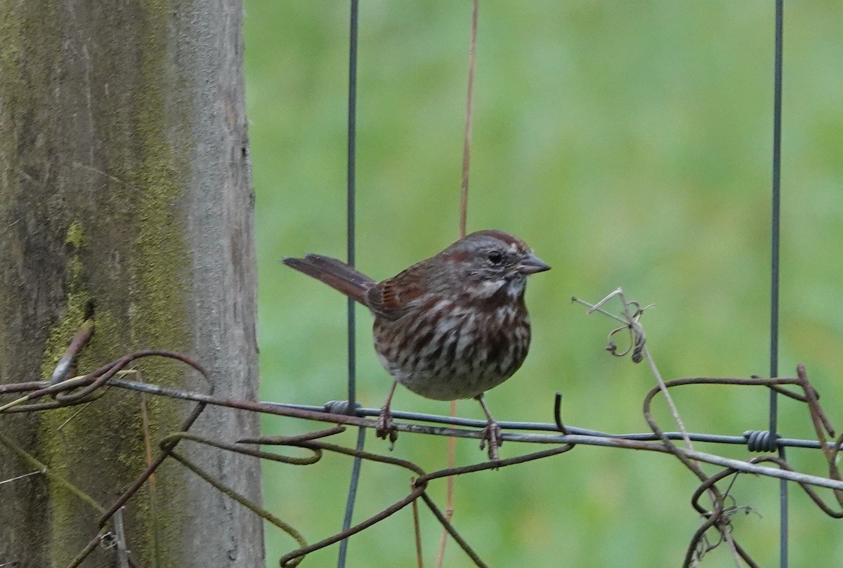 Song Sparrow - ML643357202