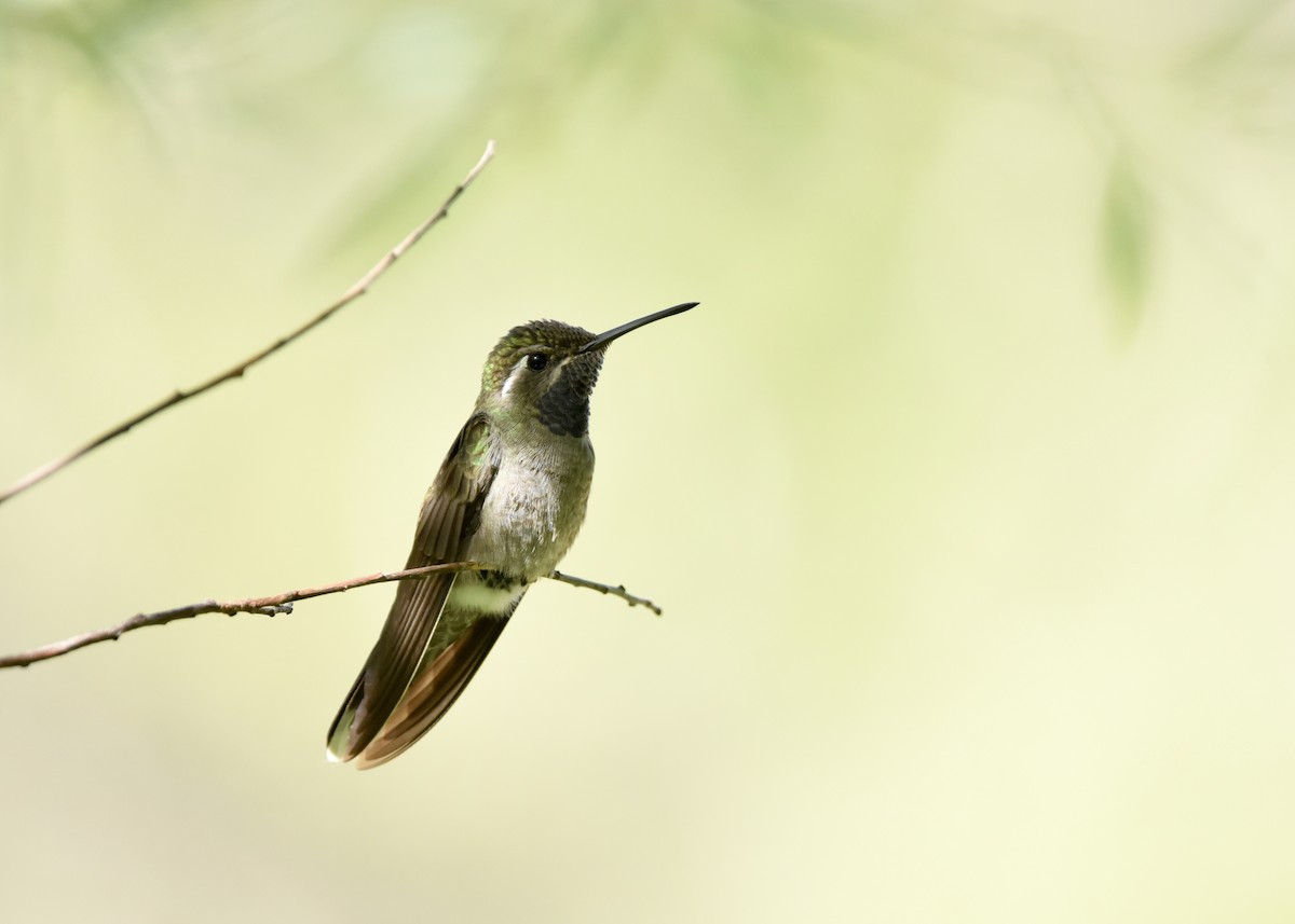 Blue-throated Mountain-gem - ML643357208
