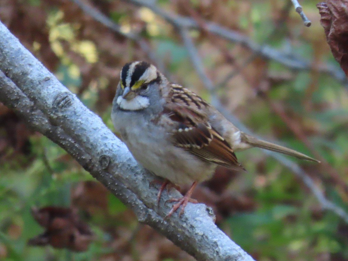 White-throated Sparrow - ML643357209