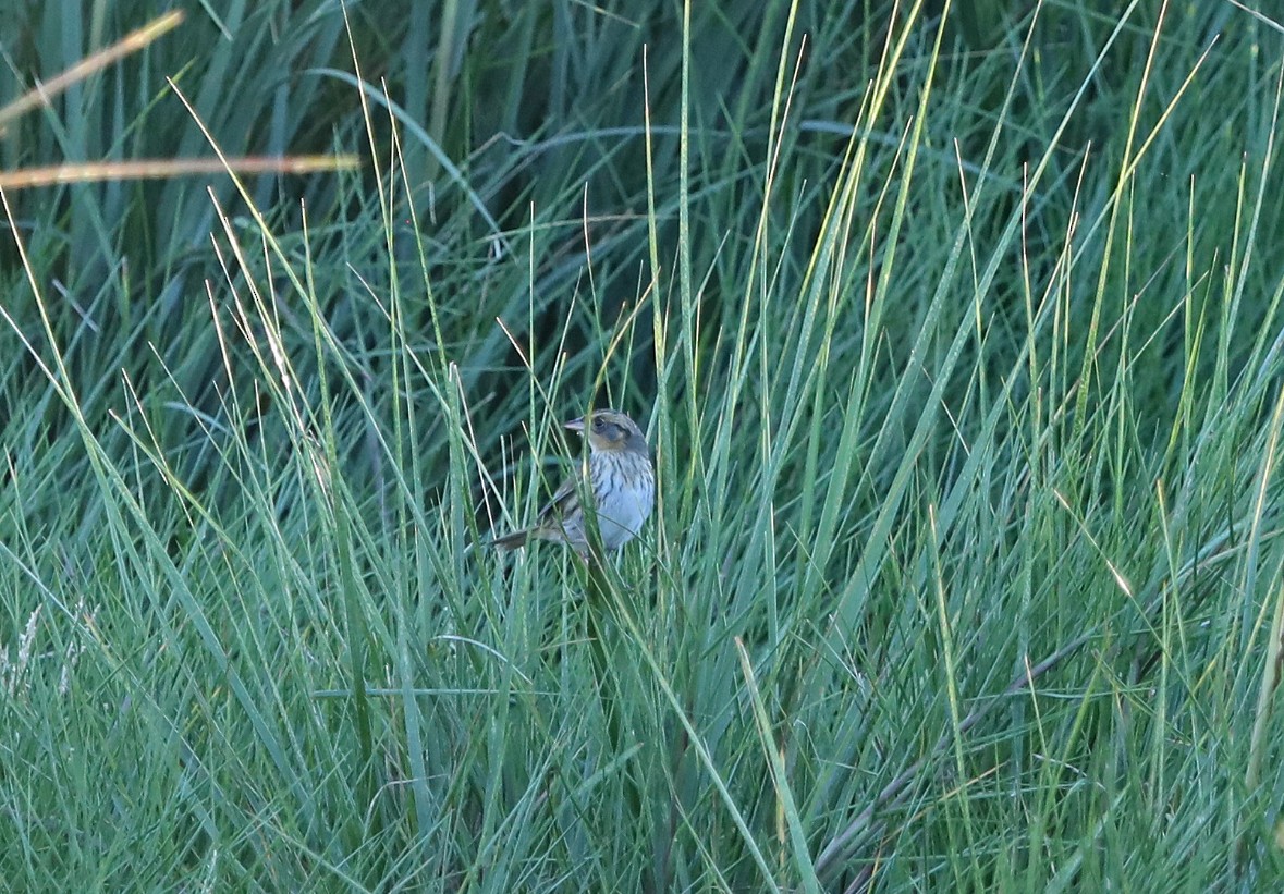 Bruant à queue aiguë - ML643357210