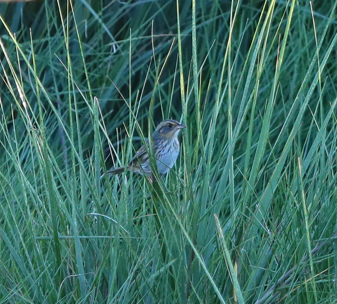 Bruant à queue aiguë - ML643357211