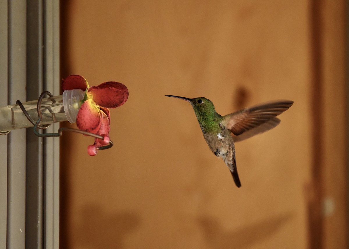 Berylline Hummingbird - ML643357213