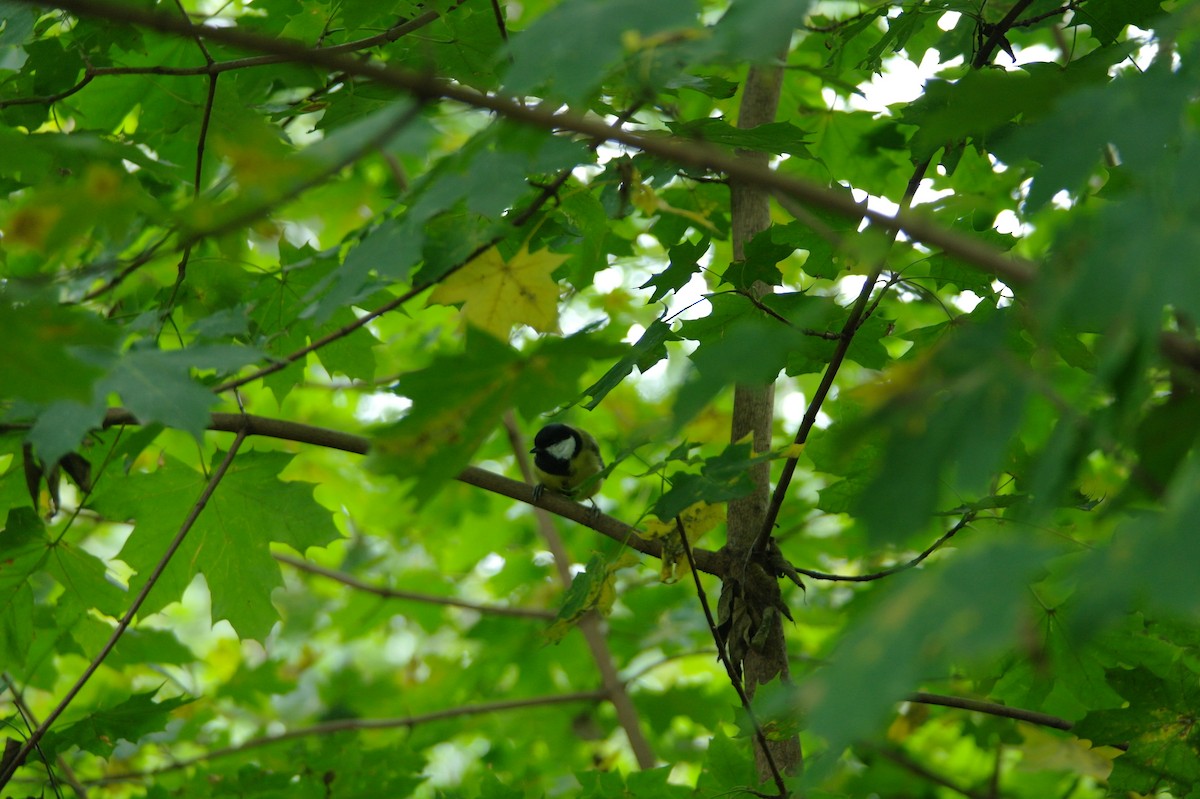 Great Tit - ML643357216