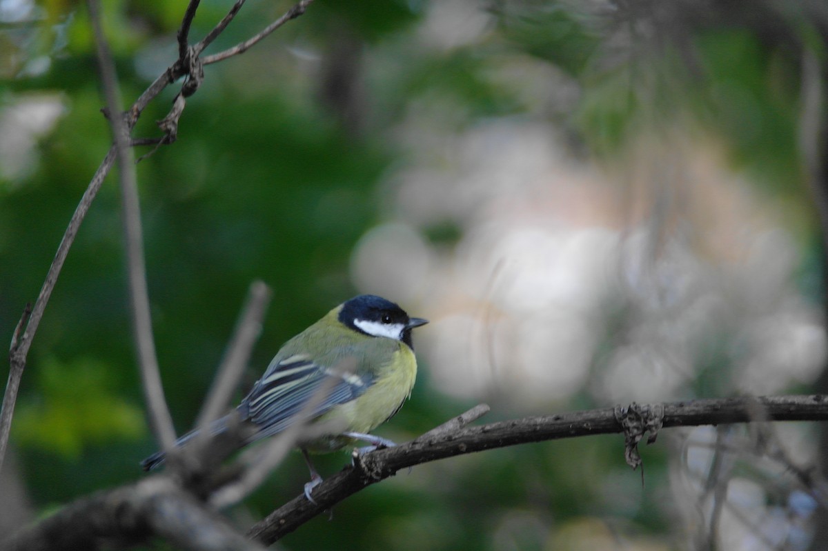 Great Tit - ML643357217
