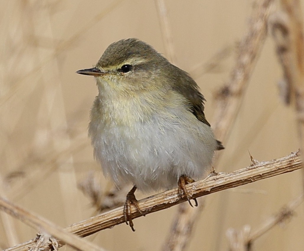 歐亞柳鶯 - ML643357235