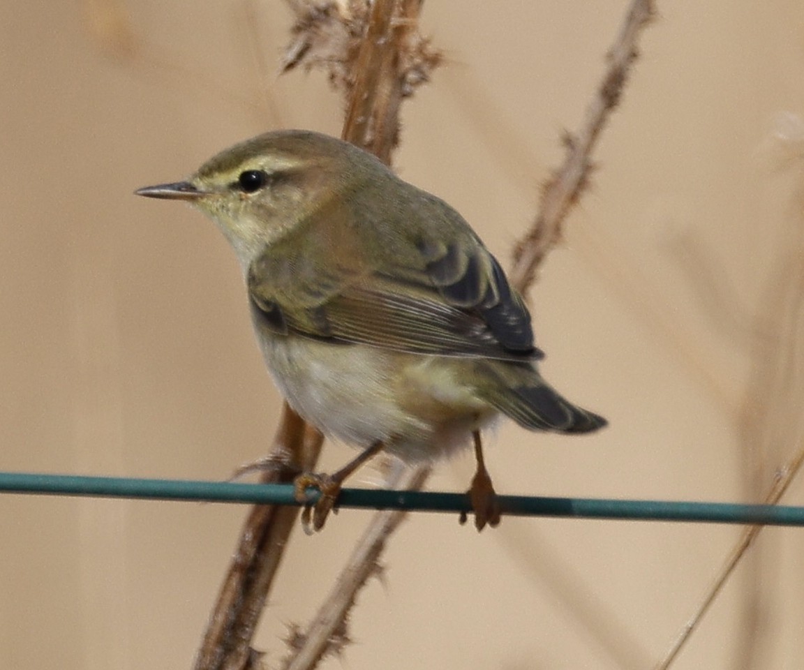 歐亞柳鶯 - ML643357236