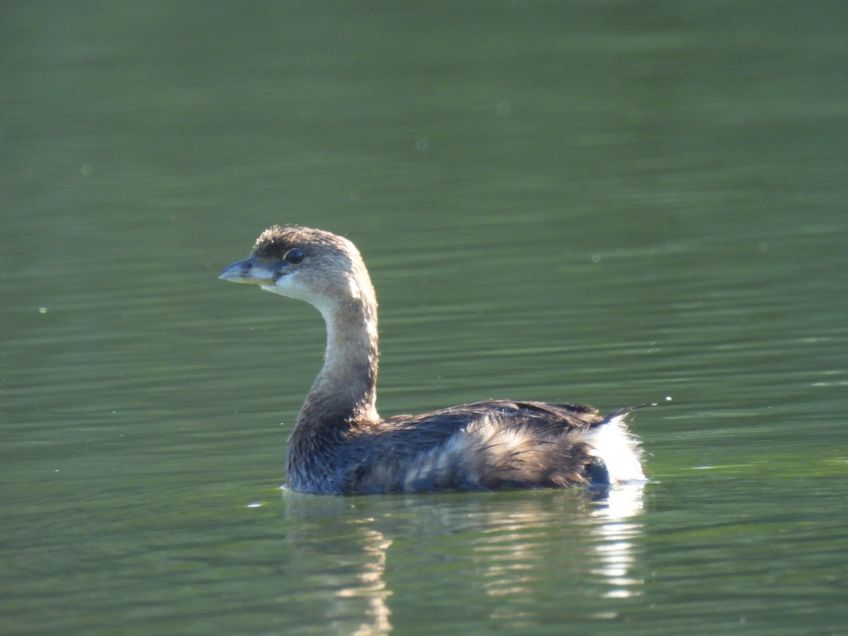 Pied-billed Grebe - ML643357239