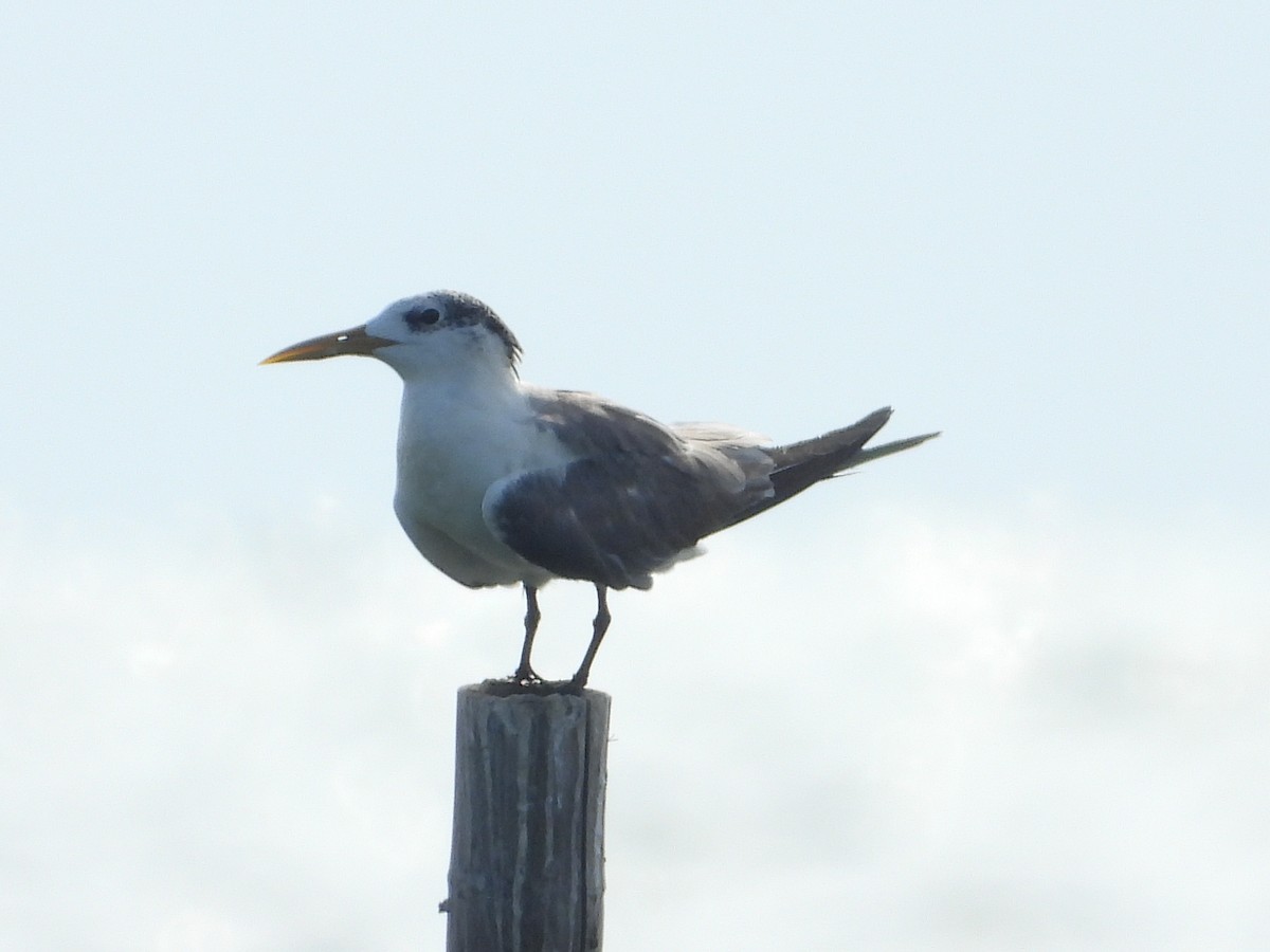 Great Crested Tern - ML643357252