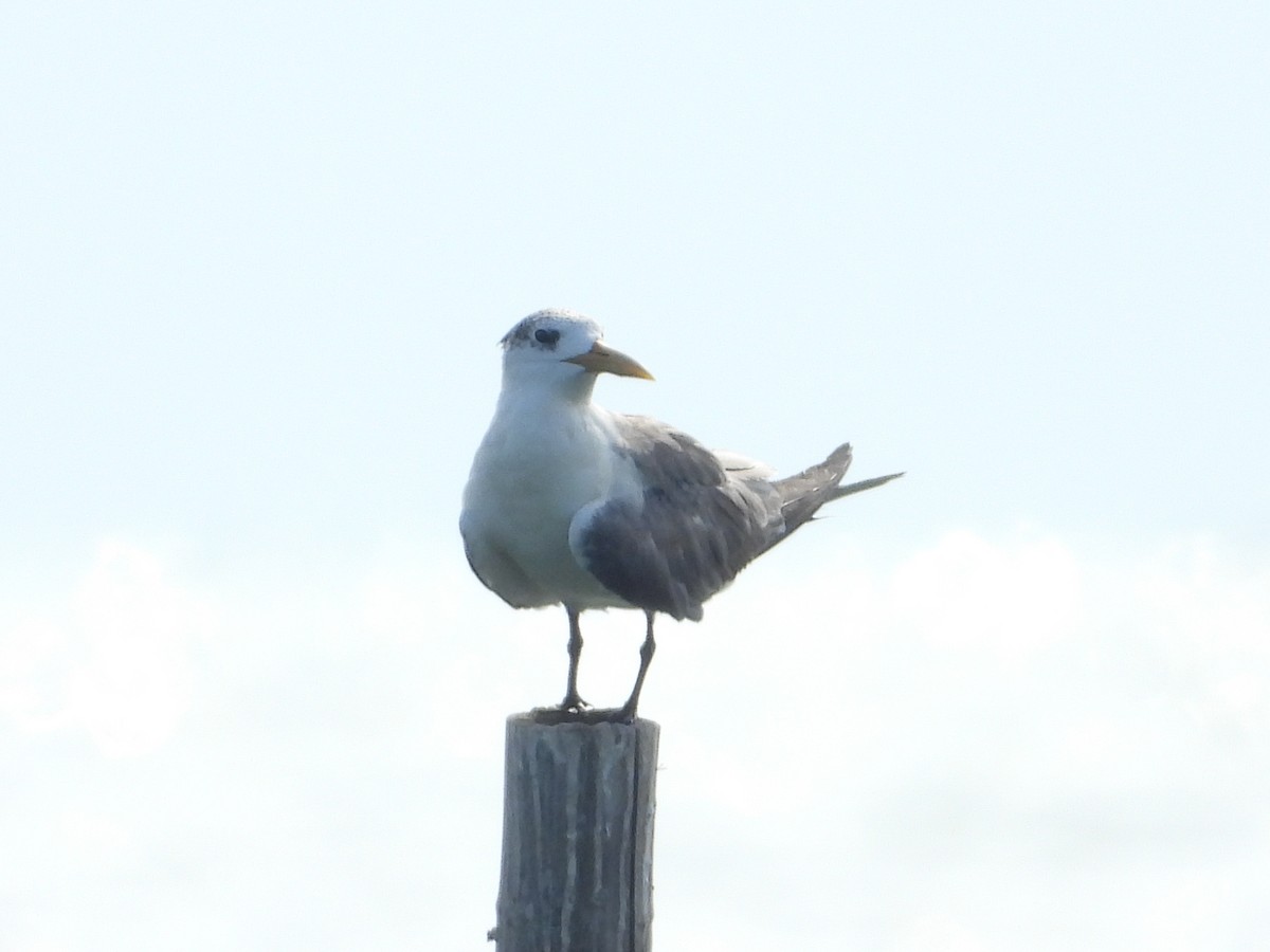 Great Crested Tern - ML643357253