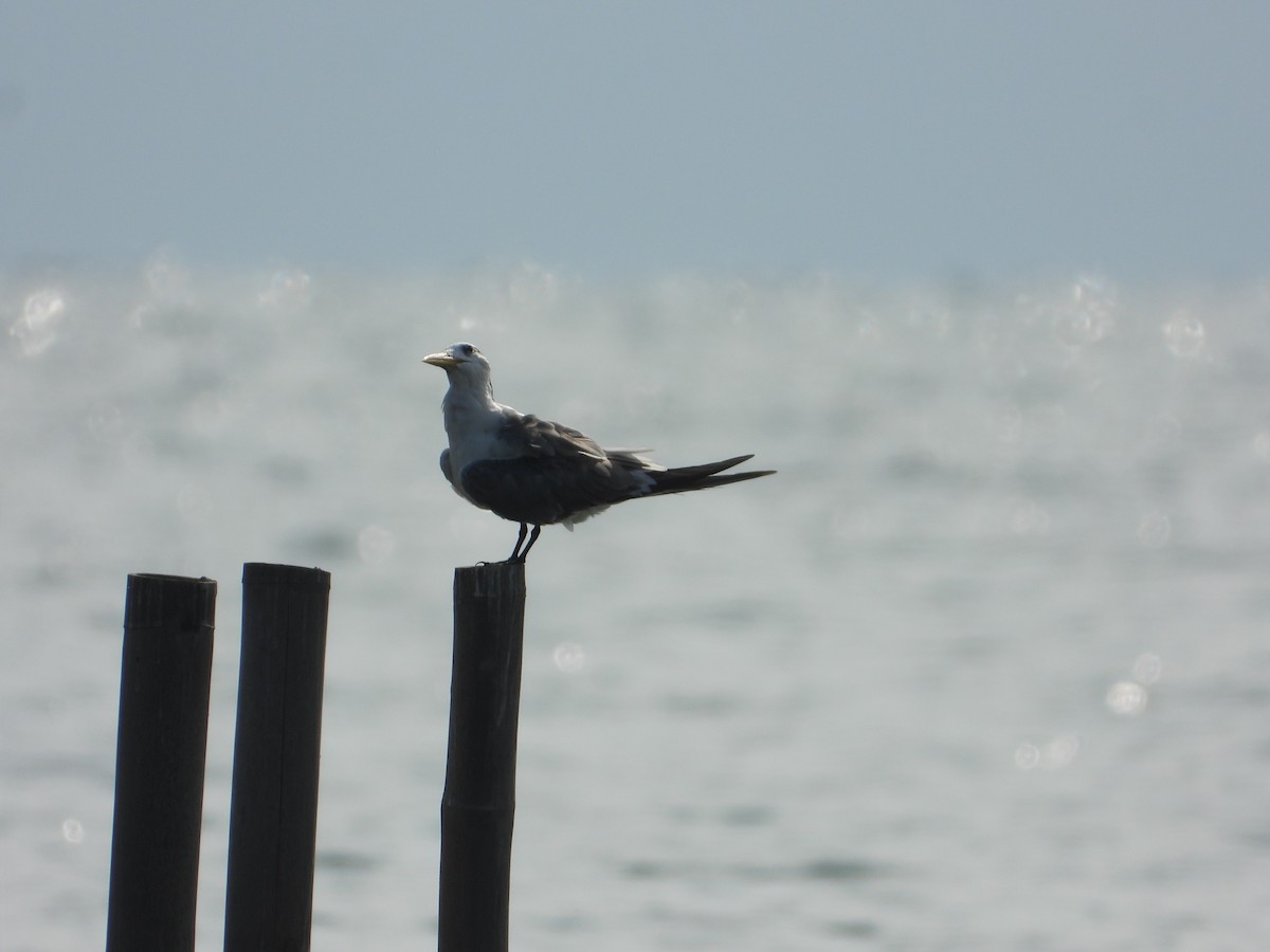 Great Crested Tern - ML643357254