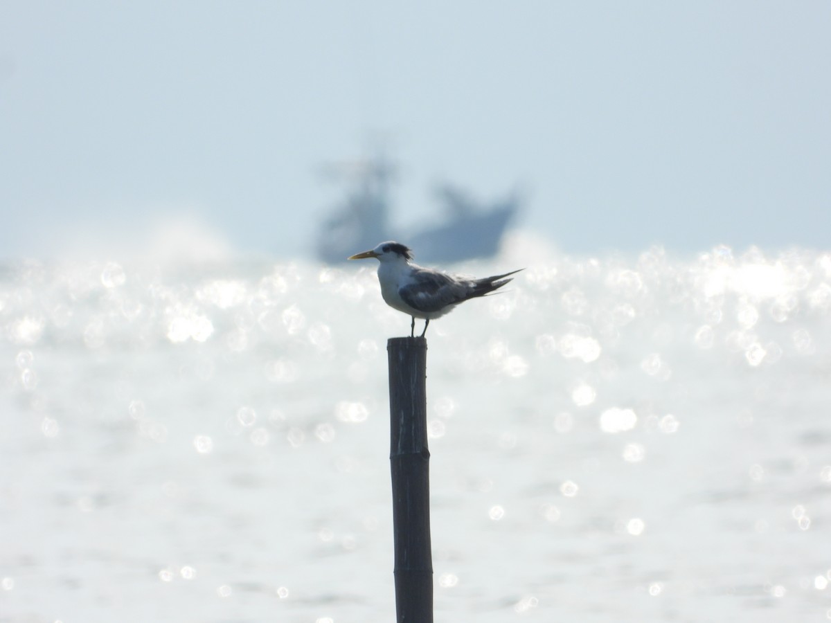 Great Crested Tern - ML643357255