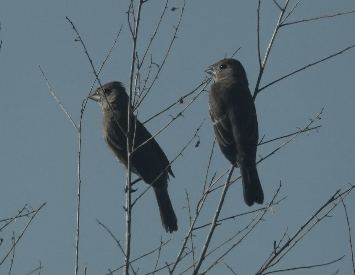 Blue Grosbeak - ML643357267