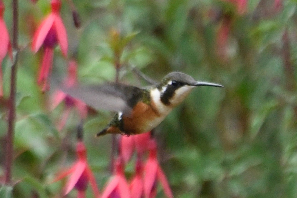 Colibri de Mulsant - ML643357274