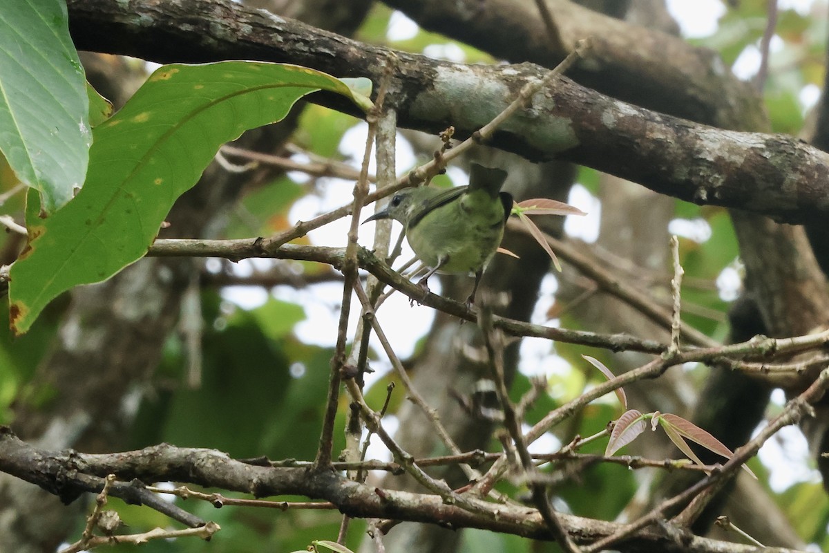 Red-legged Honeycreeper - ML643357285