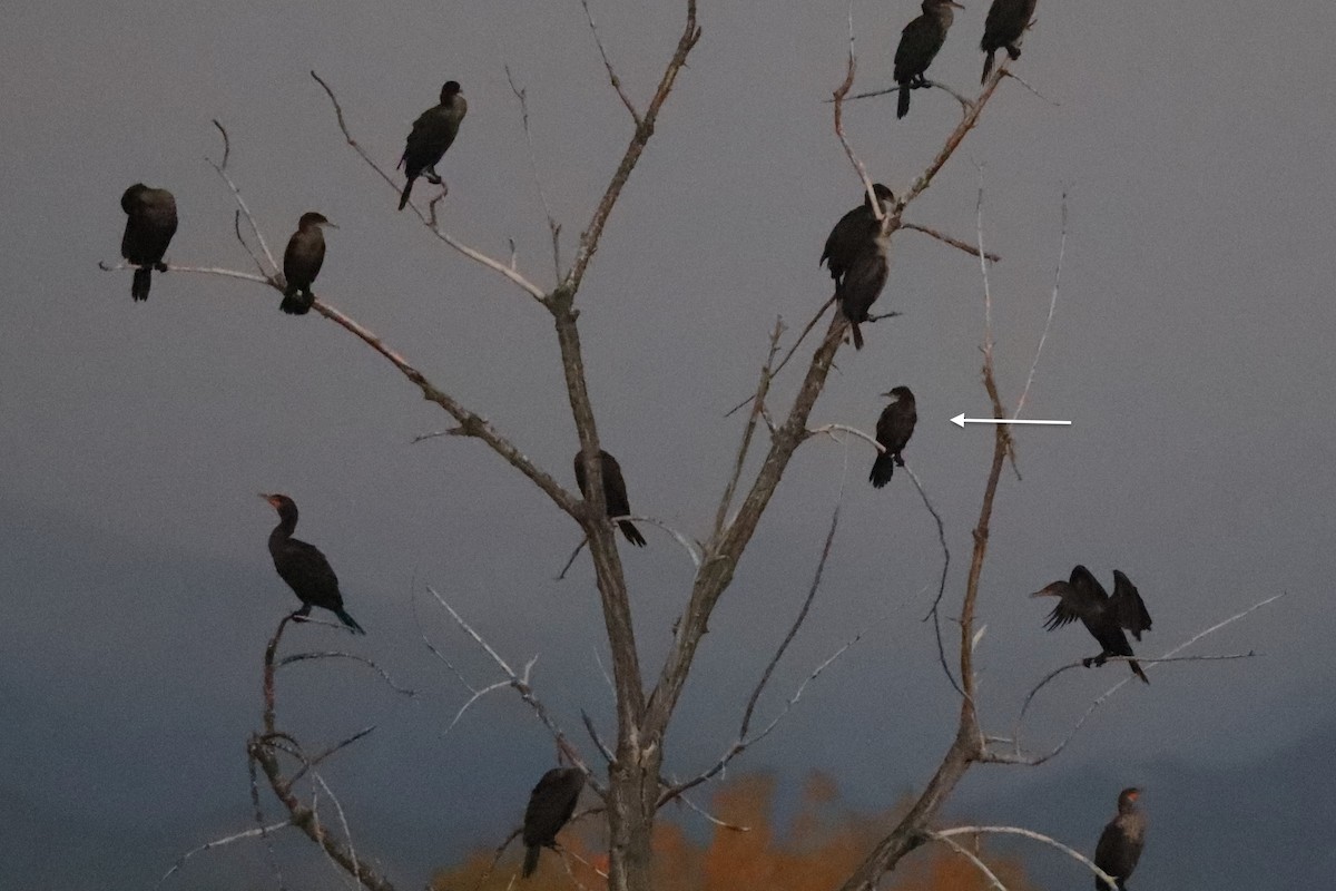 Neotropic Cormorant - ML643357292