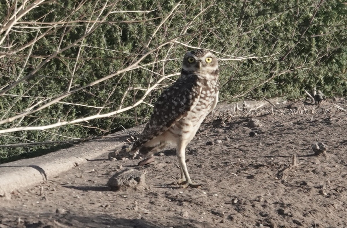 Burrowing Owl - ML643357325