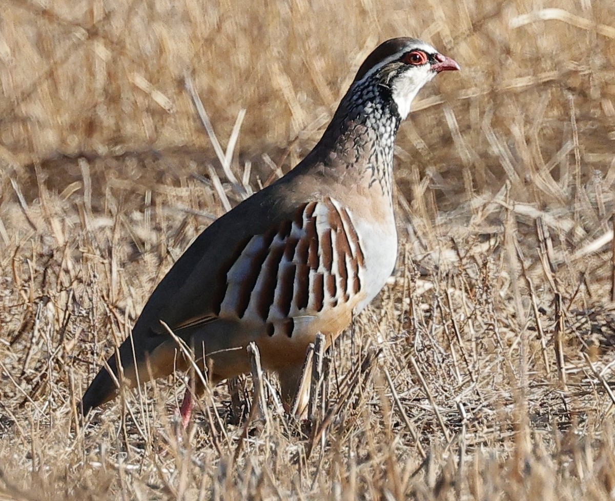 Red-legged Partridge - ML643357328