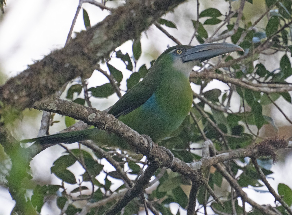 Blue-banded Toucanet - ML643357346