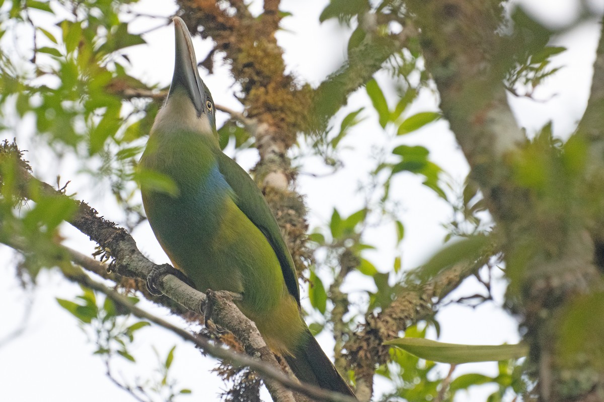 Blue-banded Toucanet - ML643357347