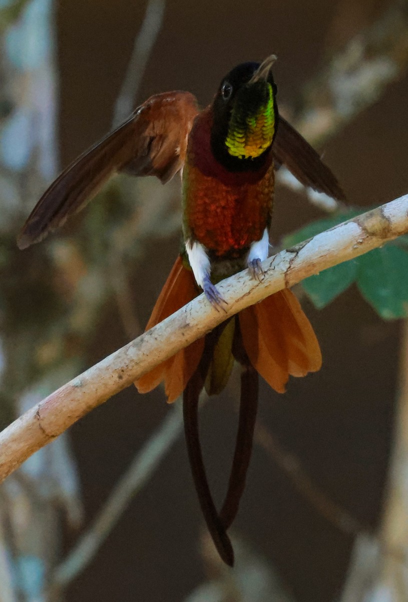 Crimson Topaz - ML643357358