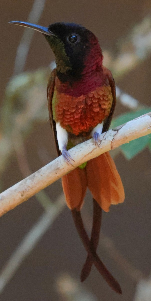 Crimson Topaz - ML643357359