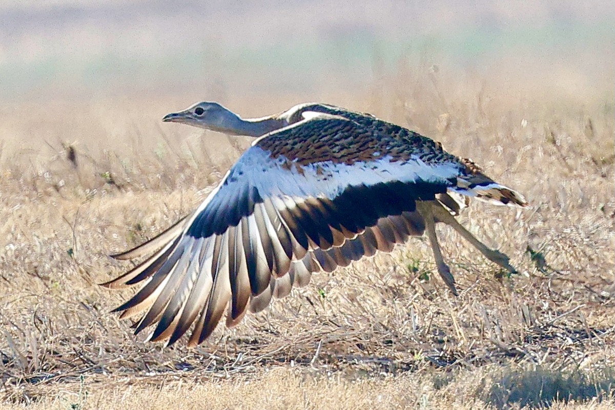 Great Bustard - ML643357371