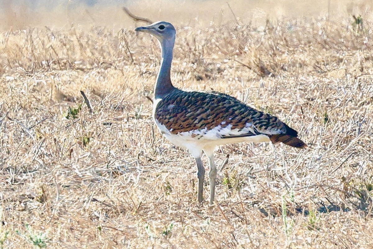 Great Bustard - ML643357372