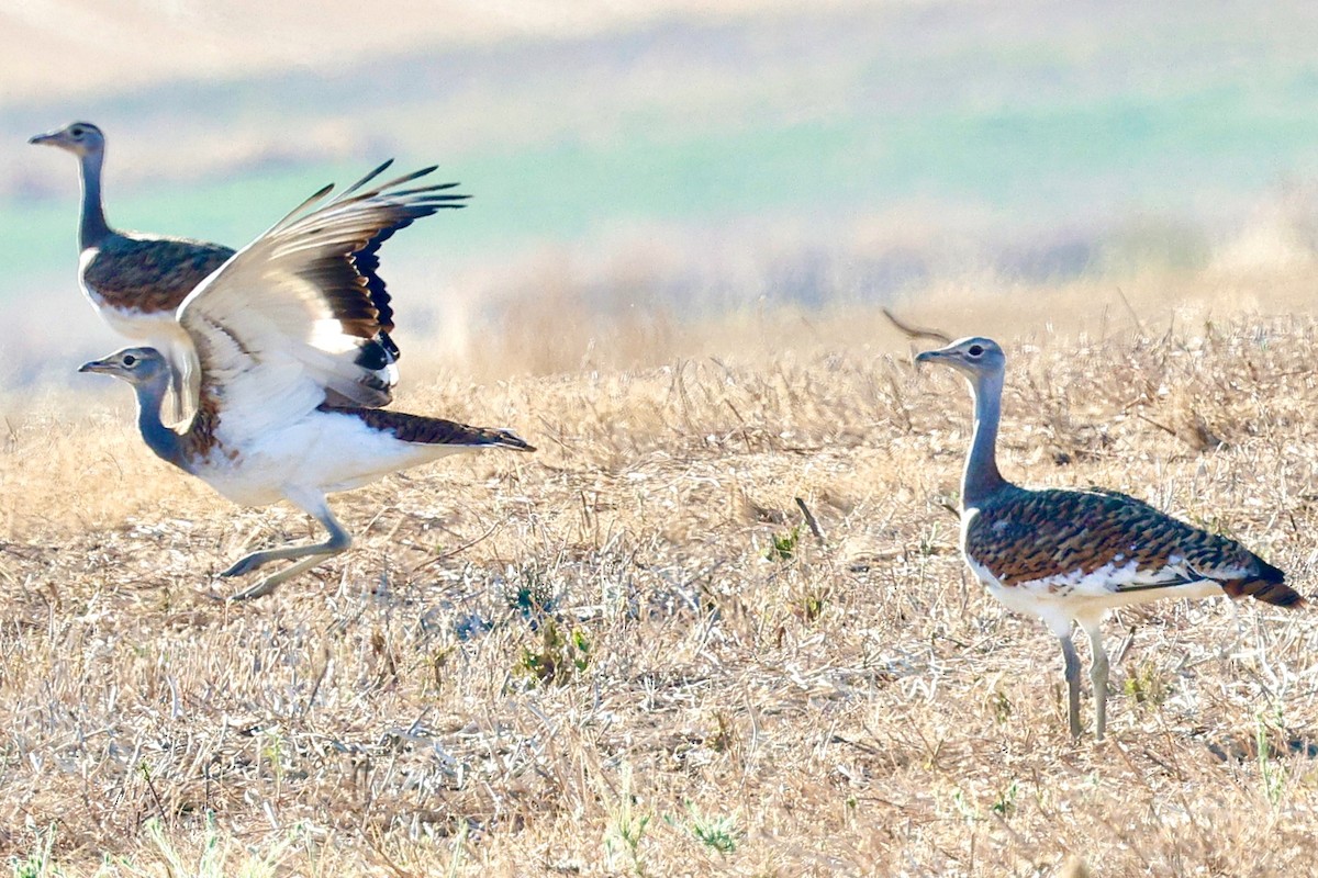 Great Bustard - ML643357373