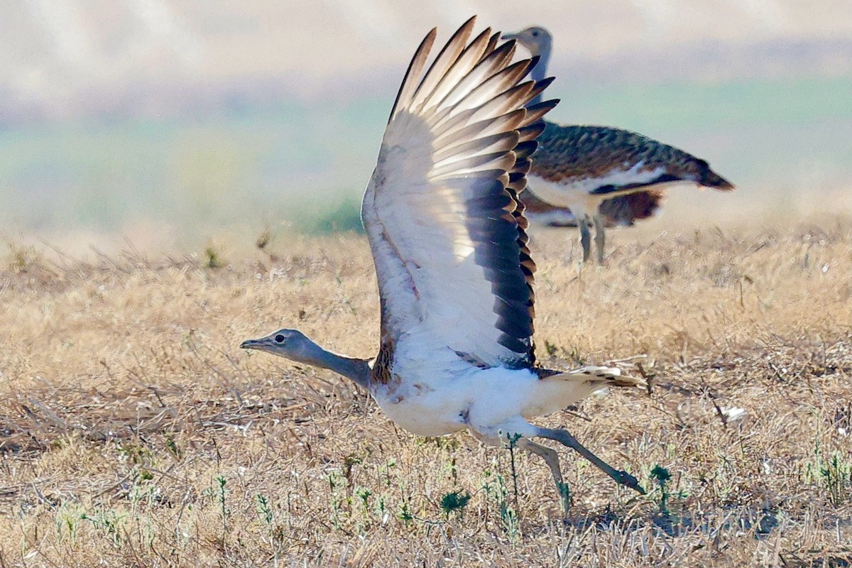 Great Bustard - ML643357374