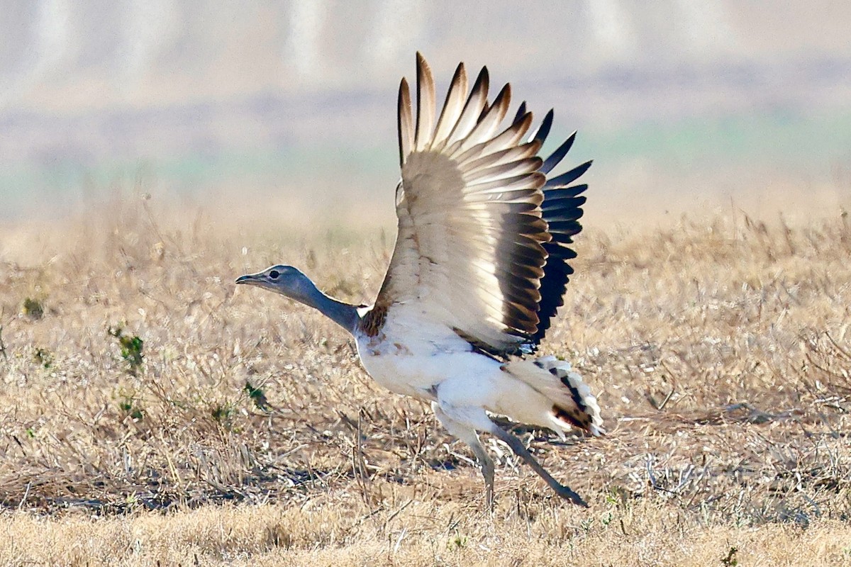 Great Bustard - ML643357375