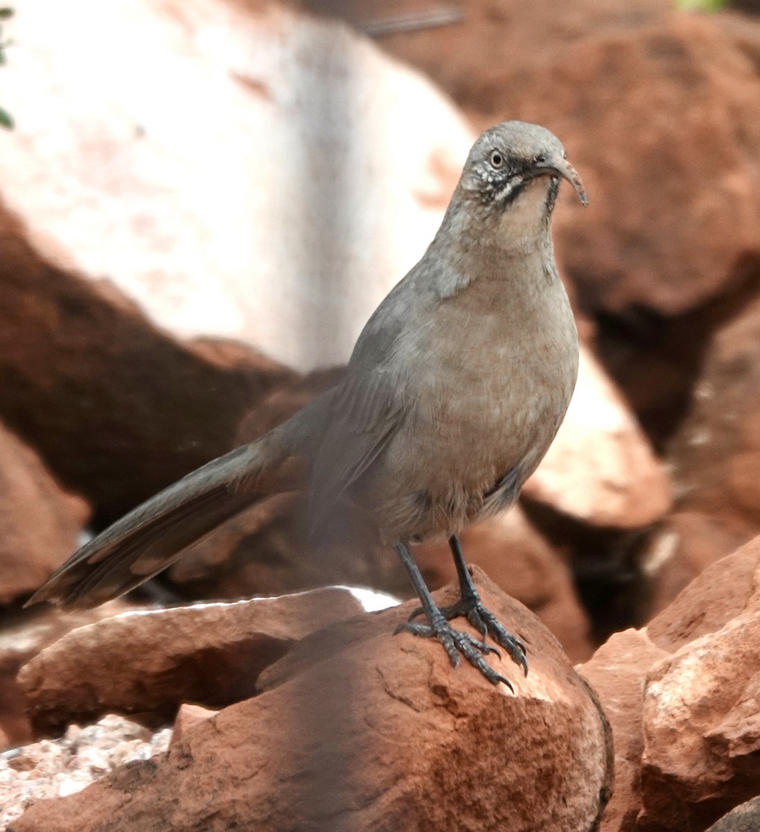 Crissal Thrasher - ML643357380