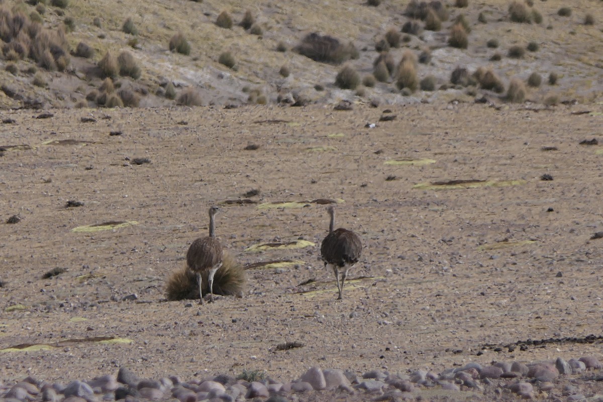 Nandou de Darwin (tarapacensis/garleppi) - ML643357382