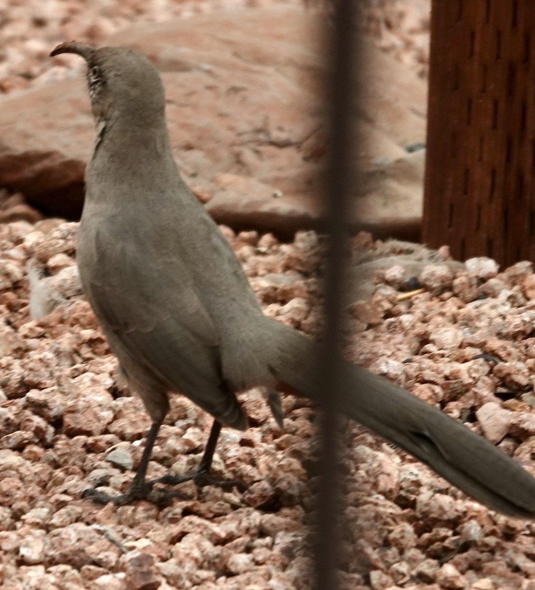 Crissal Thrasher - ML643357387