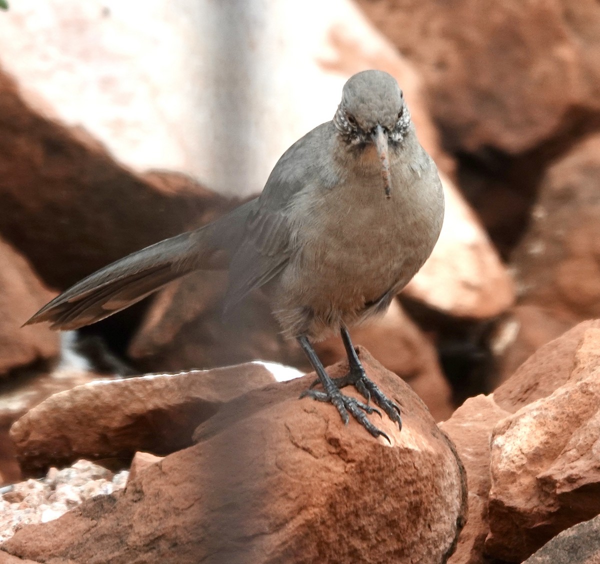 Crissal Thrasher - ML643357394
