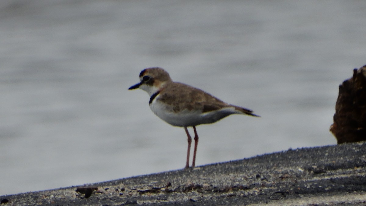 Collared Plover - ML643357432