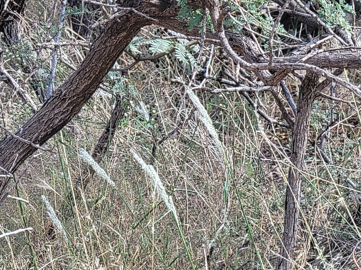 Black-throated Sparrow - ML643357433