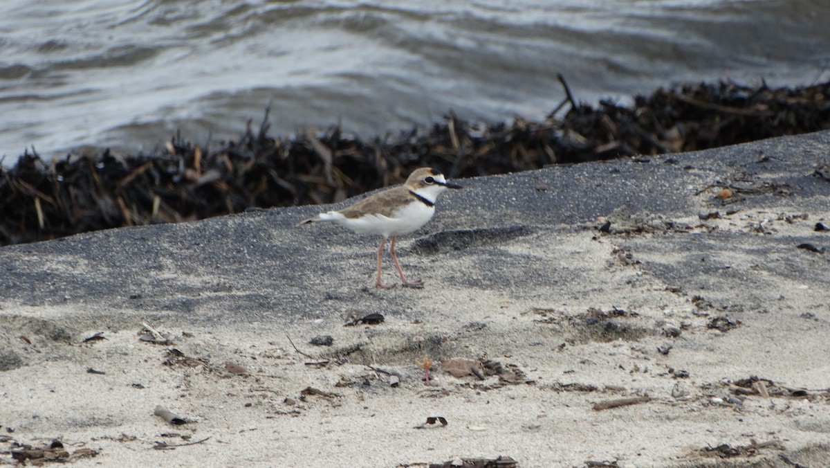 Collared Plover - ML643357469