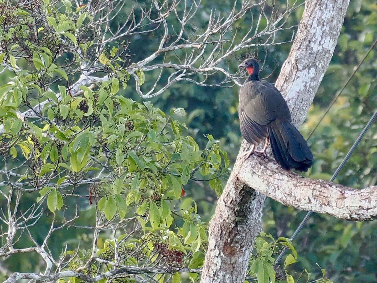 Spix's Guan - ML643357478
