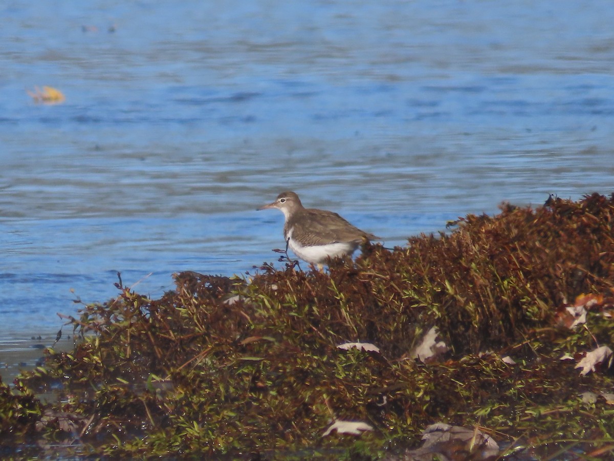 Piro piro macchiato - ML643357490