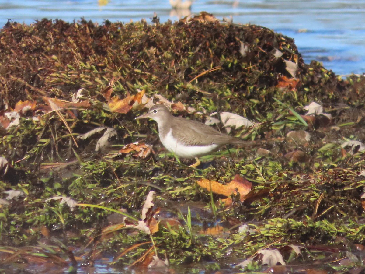 Piro piro macchiato - ML643357491