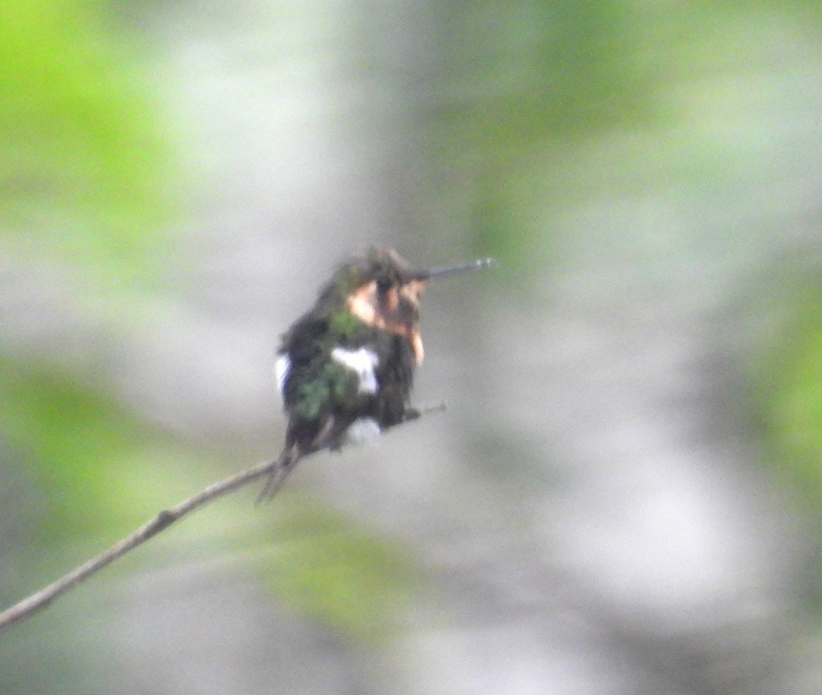 Colibri bourdon - ML643357498