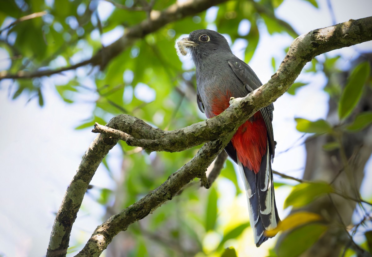 Surucua Trogon - ML643357503