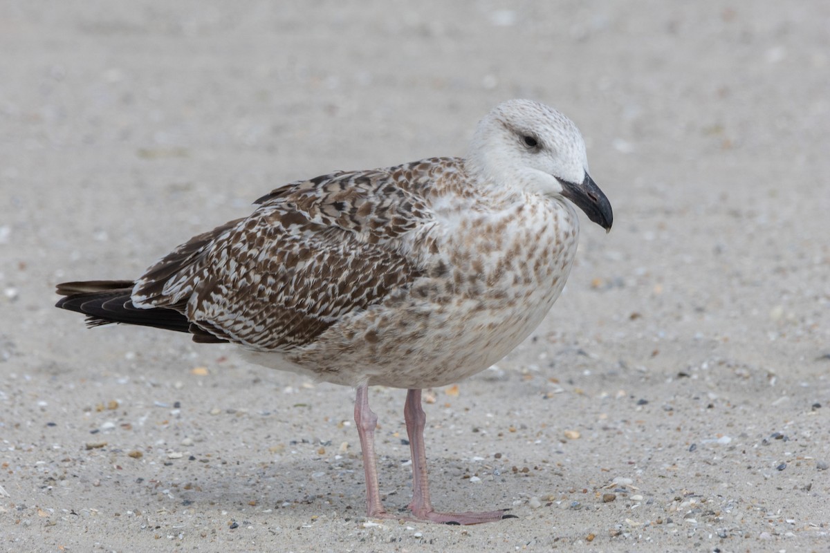 Great Black-backed Gull - ML643357529