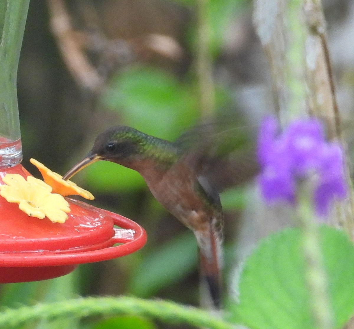Rufous-breasted Hermit - ML643357530
