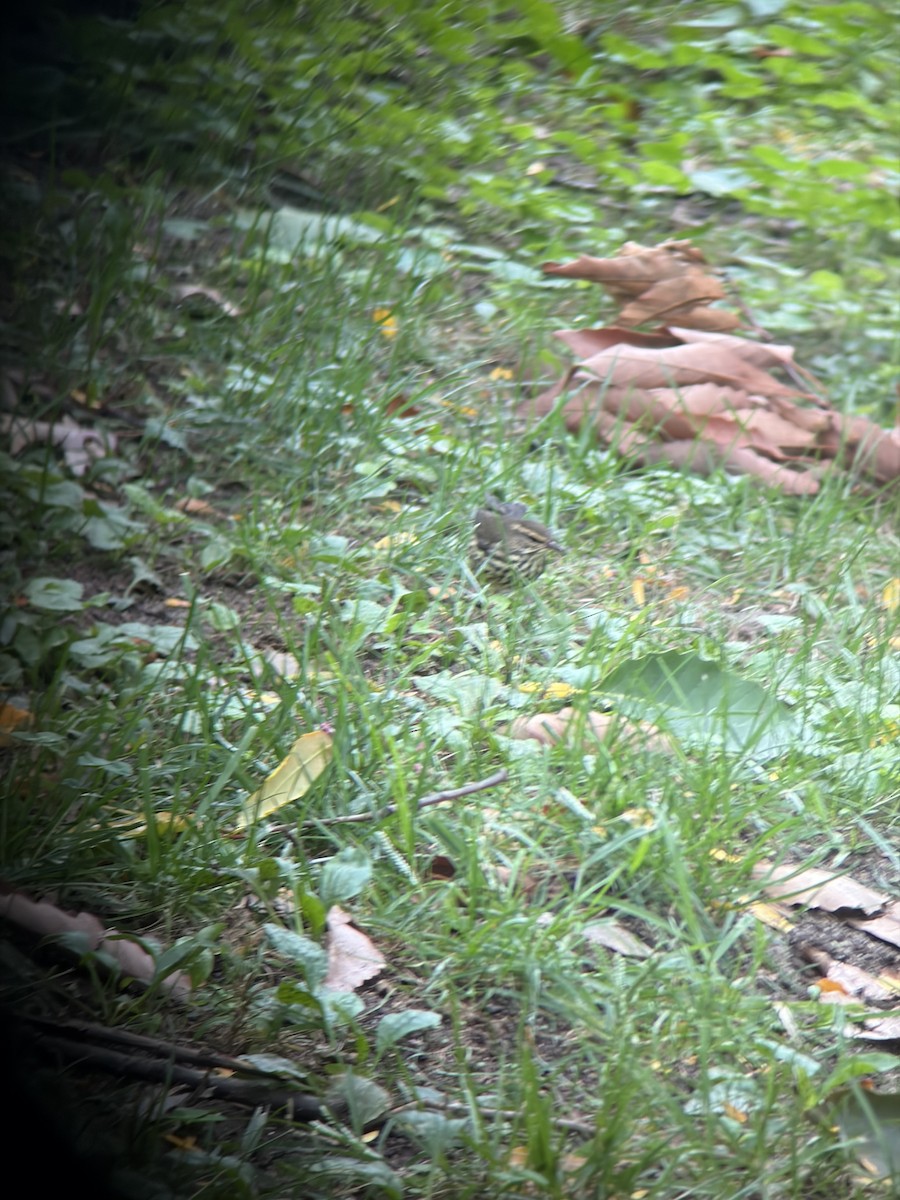 Northern Waterthrush - ML643357533
