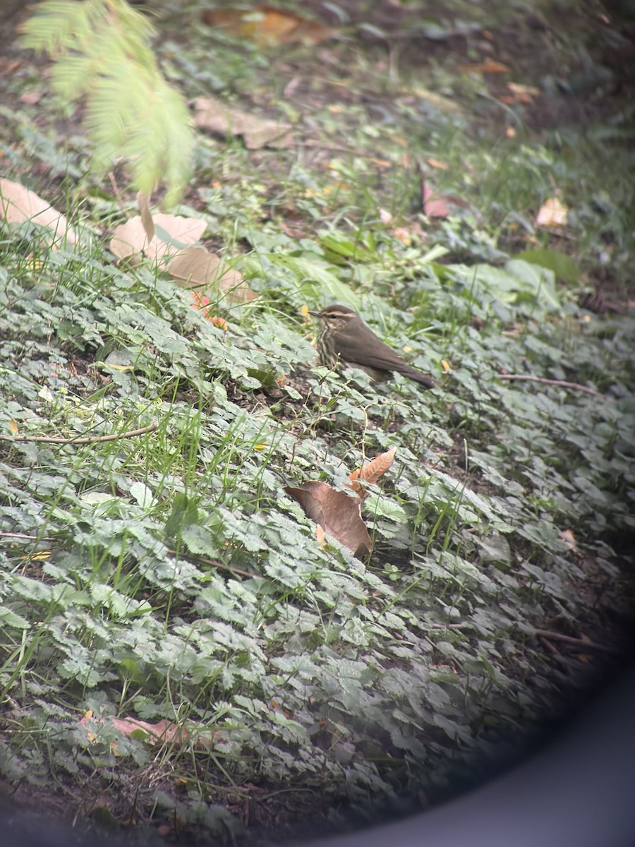 Northern Waterthrush - ML643357534
