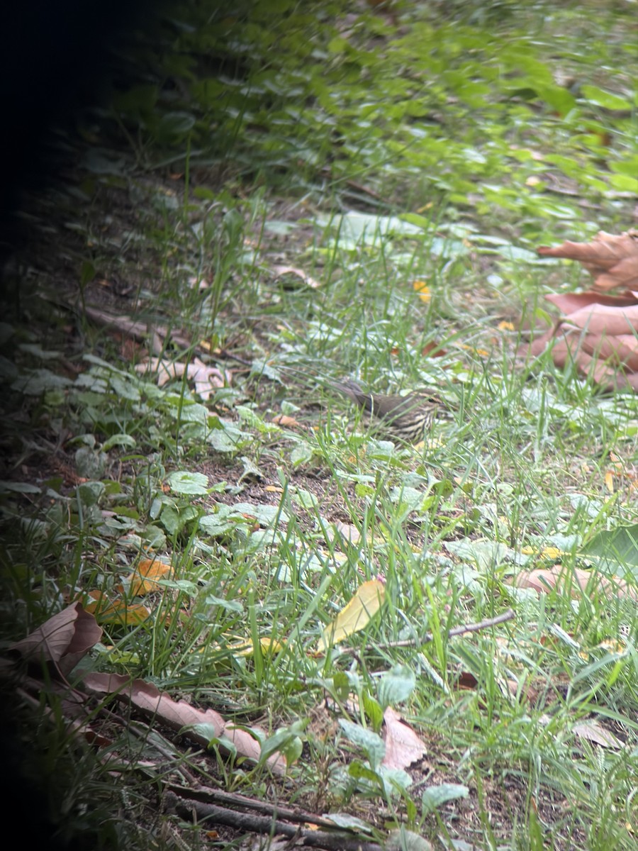 Northern Waterthrush - ML643357535