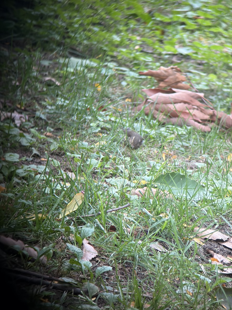 Northern Waterthrush - ML643357536